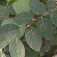 Phyllanthus vitis-idaea (Burm.f.) J.Koenig ex Roxb.